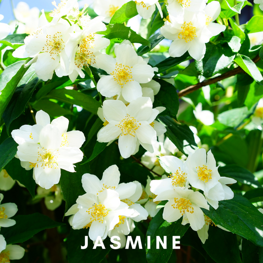 Jasmine: A Celestial Connection