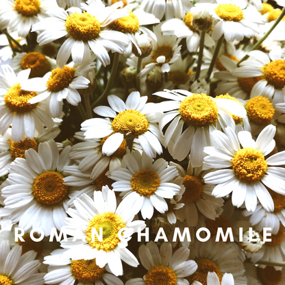 Scentonomy Digital Aromatherapy Wellness Tool - Roman Chamomile